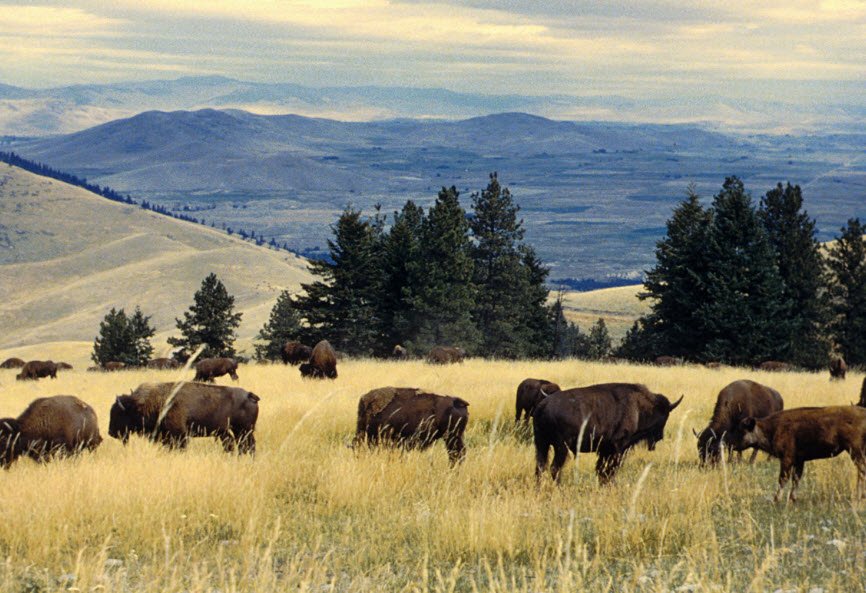 CSKT Bison Range, Montana, USA